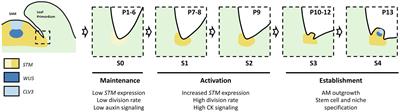 Meristem Initiation and de novo Stem Cell Formation